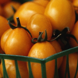 ۾ľʳʥŮ